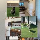 이노네 | 다견, 대형견도 눈치 안 보는 숙소! 김제 스테이노네 솔직 후기