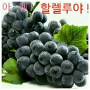 포도나무 이미지