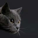 한사랑동물병원 이미지