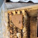 꿀벌 봉군의 보온 관리의 중요성( 양봉 강좌) 이미지