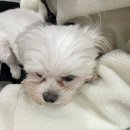 유앤독 | [익산 돈가스 맛집]익산 호천당 후기 | 2023년 12월 31일을 알차게 보내는 방법