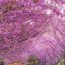 등나무문화공원 이미지