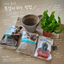 깔망 | 다이소 흙으로 분갈이 하는 방법 식초보 해냈다! 성공 후기