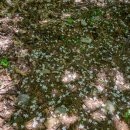 꽃마을로 이미지