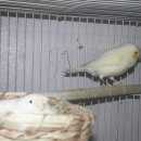 카나리아 이미지