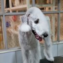 달이네애견미용실 이미지