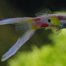 수퍼약국 이미지