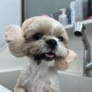 다올 그루밍 이미지