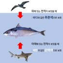 생선 Daum카페