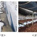 인삼밭 재배 도전! 개갑 인삼 씨 파종과 차광막 만들기 *인삼씨앗 어린삼 키우기 *삼남자 묘삼 심기 이미지