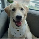 허그안리트릿 이미지