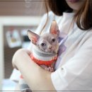 마포고양이도레미캣 네이버블로그