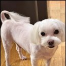 베베펫 천안 강아지분양 고양이분양 이미지