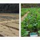 용고개농장 이미지