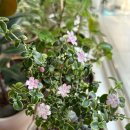 고수탕수 이미지