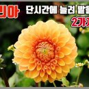다알리아 - 부천시 원미구 부일로460번길 5 | 다알리아