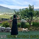 골든힐(Golden Hill) | [울산 근교]가성비 좋은 반려견 독채 대관 운동장&amp;펜션 &#34;골든힐&#34; 내돈내산 방문후기