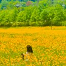 영호대교북단 다리 아래 | 안동 여행 가볼만한곳 금계국테마단지 추천 무료자전거 대여 방법