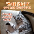고양이를찾습니다,스코티시폴드스트레이트,수컷,서울시 관악구 조원동 신림중앙시장 부근 이미지
