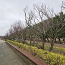 2025 섬 홍매화축제 이미지