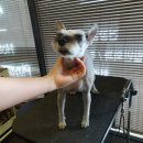 보우동물병원 이미지