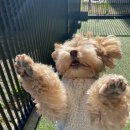 몽블리 펫샵 이미지