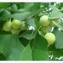 면천초교 이미지