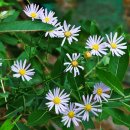 서대문햇살아래장애인자립생활센터 이미지