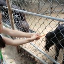 청계 한우 농장 이미지