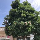 대가야호스텔 이미지