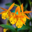 당신의 꽃그림, 보태니컬 아트 | 꽃 이야기와 함께하는 보태니컬아트 - 에피카틀레야