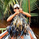 인도네시아, 엄청난 민물 왕새우 낚시 - 플라이 낚시대 이미지