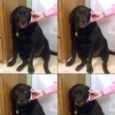 나는댕댕이다 이미지