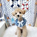 코코바리 | 내돈내산군산강아지 배넷 미용 잘하는 곳 코코 바리 방문 후기(+5월 이벤트 정보)