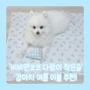 행복이불세상 | '비비앤코코 다람이 작은숲' 강아지 시어서커 여름 이불 블랭킷 추천