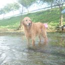 청도천8 Daum카페