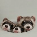 트윙클문 이미지