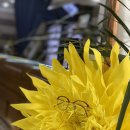 해바라기안경원 이미지