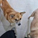 만복슈퍼 | 동물자유연대 온독 봉사 후기