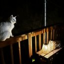 온리앳오운리 이미지