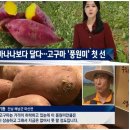 무농약 과일보다 더 달콤한 신품종호박고구마 풍원미 50% 맛보기 이벤트 이미지