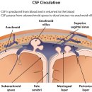 Re: Physiology, Cerebral Spinal Fluid - 논문 읽어야 이미지