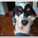 비비펫동물병원 이미지