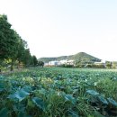 매월저수지1 이미지