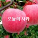 오늘의 사과