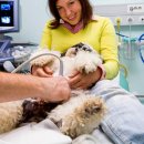 마음반려 동물의료원 이미지