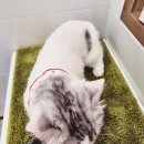 미뉴에트 | 동작구 대방동 고양이목욕｜먼치킨미뉴에트 탄산스파 후기 🐱