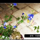 경희야생화