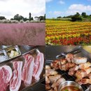 백일홍동산 | 제주 새미동산 수국명소 핑크뮬리 구경하고 흑돼지 맛집까지 성공적인 코스