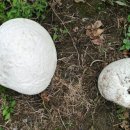 산내면 입석마을 이미지